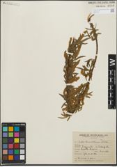 Foto von Salix humboldtiana Willd.